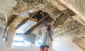 Trusted Oak Park, IL Mold Remediation Experts